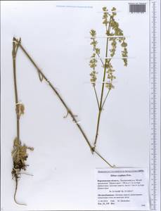 Silene densiflora d'Urv., Eastern Europe, Central forest-and-steppe region (E6) (Russia)