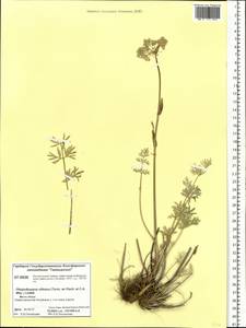 Phlojodicarpus villosus (Turcz. ex Fisch. & C. A. Mey.) Turcz. ex Ledeb., Siberia, Central Siberia (S3) (Russia)