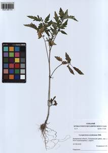 Solanum lycopersicum L., Siberia, Altai & Sayany Mountains (S2) (Russia)