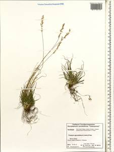 Koeleria subalpestris (Hartm.) Barberá, Quintanar, Soreng & P.M.Peterson, Siberia, Central Siberia (S3) (Russia)