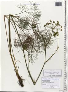 Peucedanum longifolium Waldst. & Kit., Caucasus, Black Sea Shore (from Novorossiysk to Adler) (K3) (Russia)