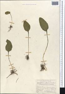 Ophioglossum thermale Kom., Middle Asia, Pamir & Pamiro-Alai (M2) (Uzbekistan)