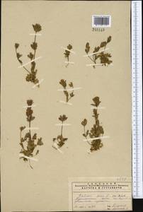 Gentianella turkestanorum (Gandoger) Holub, Middle Asia, Pamir & Pamiro-Alai (M2)
