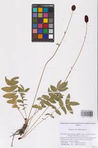 Sanguisorba officinalis L., Eastern Europe, Northern region (E1) (Russia)