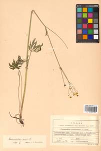 Ranunculus acris L., Siberia, Russian Far East (S6) (Russia)