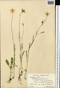 Campanula wolgensis P.A.Smirn., Eastern Europe, Middle Volga region (E8) (Russia)