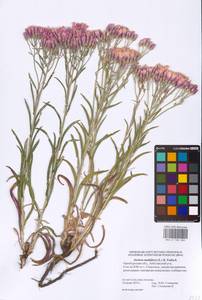 Jurinea multiflora (L.) B. Fedtsch., Eastern Europe, Eastern region (E10) (Russia)