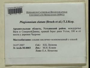 Plagiomnium elatum (Bruch & Schimp.) T.J. Kop., Bryophytes, Bryophytes - European North East (B7) (Russia)