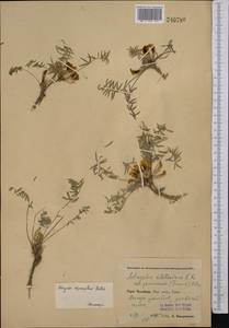 Astragalus adpressipilosus Gontsch., Middle Asia, Pamir & Pamiro-Alai (M2) (Uzbekistan)