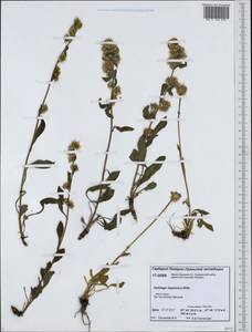 Solidago virgaurea subsp. lapponica (With.) Tzvelev, Siberia, Western Siberia (S1) (Russia)
