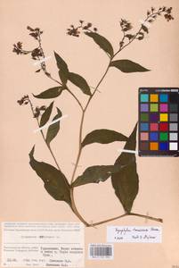 Symphytum tanaicense Steven, Eastern Europe, Lower Volga region (E9) (Russia)