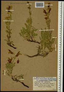 Salvia pachystachya Trautv., Caucasus, Armenia (K5) (Armenia)