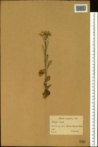 Tephroseris integrifolia (L.) Holub, Siberia, Western (Kazakhstan) Altai Mountains (S2a) (Kazakhstan)