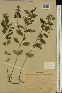 Mentha arvensis L., Eastern Europe, Central forest region (E5) (Russia)
