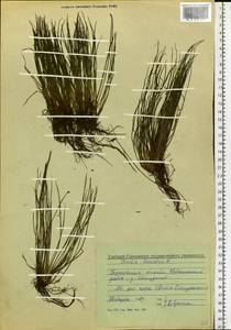 Isoetes lacustris L., Eastern Europe, Volga-Kama region (E7) (Russia)