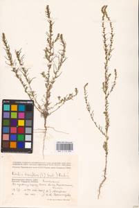 Bassia laniflora (S. G. Gmel.) A. J. Scott, Eastern Europe, Lower Volga region (E9) (Russia)