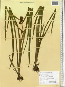 Sparganium glomeratum (Laest. ex Beurl.) Beurl., Eastern Europe, Western region (E3) (Russia)