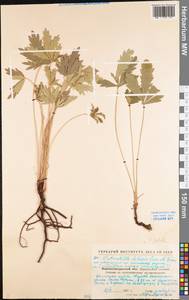 Potentilla patula Waldst. & Kit., Eastern Europe, North Ukrainian region (E11) (Ukraine)