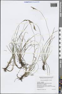 Carex caryophyllea Latourr., Eastern Europe, Central forest-and-steppe region (E6) (Russia)