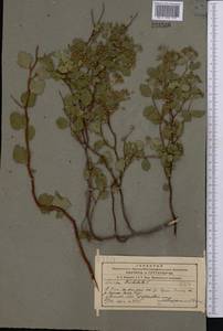 Spiraea trilobata L., Middle Asia, Western Tian Shan & Karatau (M3) (Kyrgyzstan)
