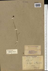 Campanula wolgensis P.A.Smirn., Eastern Europe, Eastern region (E10) (Russia)