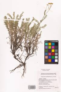 Tanacetum millefolium (L.) Tzvelev, Eastern Europe, Lower Volga region (E9) (Russia)