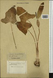 Arum maculatum L., Western Europe (EUR) (Not classified)