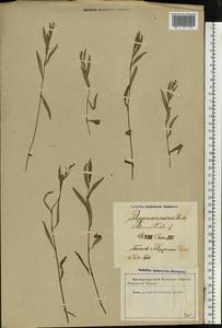 Persicaria minor (Huds.) Opiz, Eastern Europe, Latvia (E2b) (Latvia)