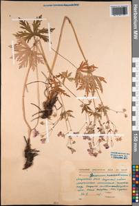 Geranium pseudosibiricum J. Mayer, Siberia, Yakutia (S5) (Russia)