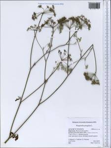 Pimpinella peregrina L., Middle Asia, Western Tian Shan & Karatau (M3) (Kyrgyzstan)