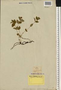 Cornus suecica L., Western Europe (EUR) (Finland)