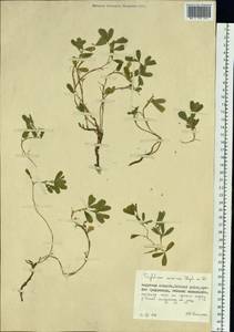 Trifolium eximium Stephan ex Ser., Siberia, Russian Far East (S6) (Russia)