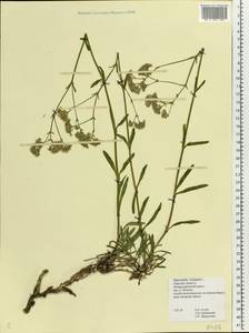 Gypsophila fastigiata L., Eastern Europe, North-Western region (E2) (Russia)