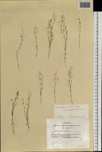 Psammophiliella muralis (L.) lkonn., Siberia, Altai & Sayany Mountains (S2) (Russia)