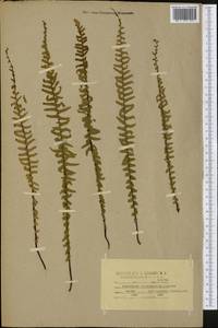 Asplenium platyneuron (L.) Britton, Sterns & Pogg., America (AMER) (United States)