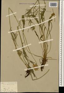 Lomelosia caucasica (M. Bieb.) Greuter & Burdet, Caucasus, Stavropol Krai, Karachay-Cherkessia & Kabardino-Balkaria (K1b) (Russia)