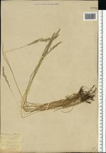 Festuca rubra L., Eastern Europe, South Ukrainian region (E12) (Ukraine)