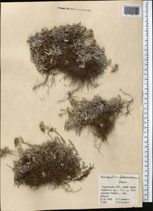 Leontopodium campestre (Ledeb.) Hand.-Mazz., Middle Asia, Pamir & Pamiro-Alai (M2) (Kyrgyzstan)