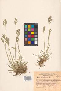 Poa angustifolia L., Siberia, Russian Far East (S6) (Russia)