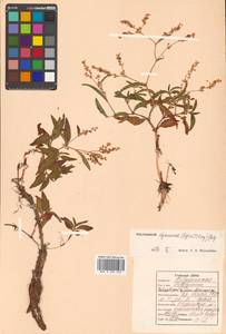 Koenigia ajanensis (Regel & Tiling) J.H.Xue, Chepinoga & K.P.Ma, Siberia, Russian Far East (S6) (Russia)