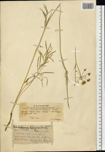 Haloselinum falcaria (Turcz.) Pimenov, Siberia, Altai & Sayany Mountains (S2) (Russia)