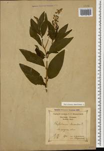 Phytolacca americana L., Caucasus, Black Sea Shore (from Novorossiysk to Adler) (K3) (Russia)