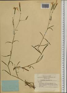 Dianthus superbus L., Siberia, Altai & Sayany Mountains (S2) (Russia)