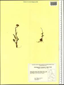 Tephroseris integrifolia subsp. atropurpurea (Ledeb.) B. Nord., Siberia, Russian Far East (S6) (Russia)
