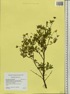 Dasiphora fruticosa (L.) Rydb., Siberia, Altai & Sayany Mountains (S2) (Russia)