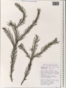 Dacrydium elatum (Roxb.) Wall. ex Loudon, South Asia, South Asia (Asia outside ex-Soviet states and Mongolia) (ASIA) (Vietnam)