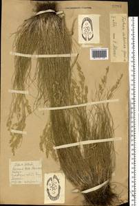 Festuca valesiaca Schleich. ex Gaudin, Eastern Europe, South Ukrainian region (E12) (Ukraine)