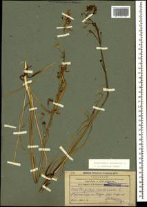 Ornithogalum pyrenaicum L., Caucasus, Azerbaijan (K6) (Azerbaijan)