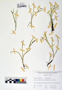 MAG 0003726, Sparganium natans L., Siberia, Chukotka & Kamchatka (S7) (Russia)