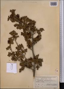 Ribes villosum Wall., Middle Asia, Pamir & Pamiro-Alai (M2) (Tajikistan)